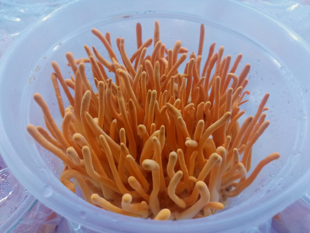 Tổng hợp về đông trùng hạ thảo