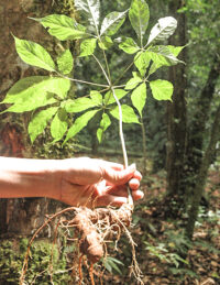 Tổng quan về sâm Ngọc Linh